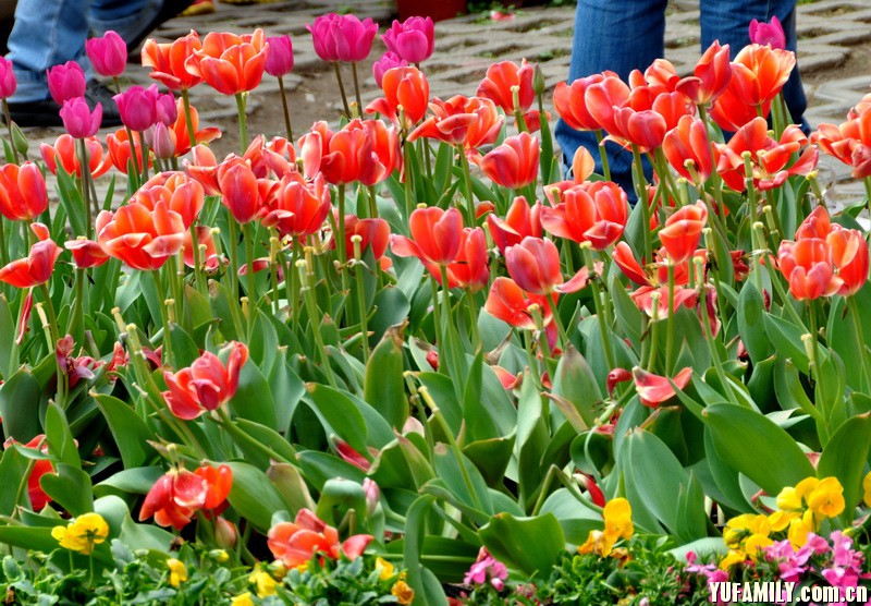 ������ (1).JPG