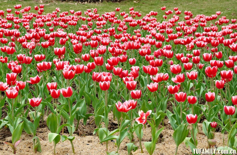 ������ (2).JPG