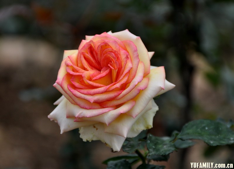 DSC_0041.JPG