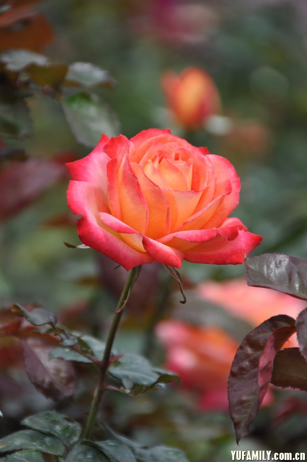 DSC_0038.JPG