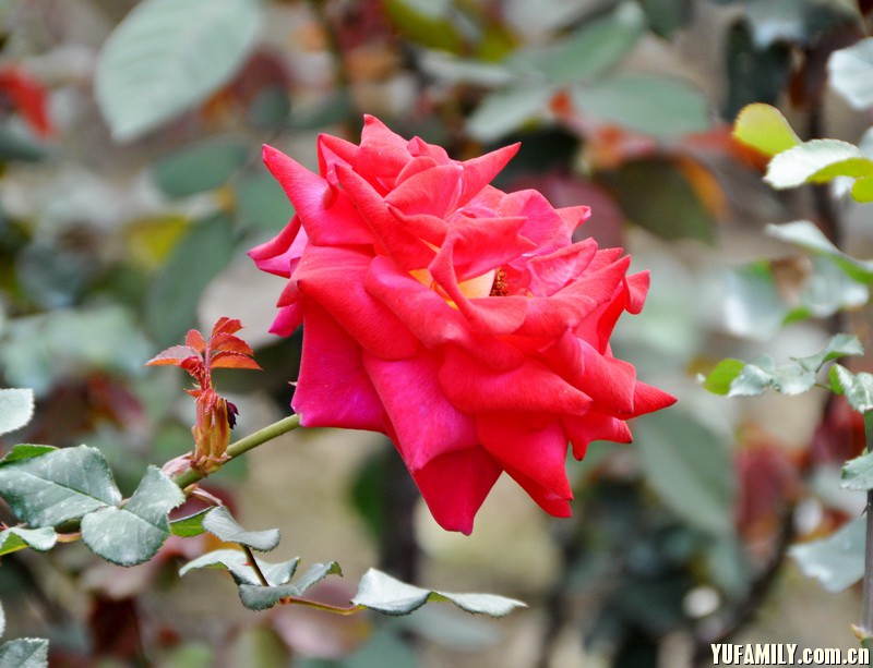 DSC_0040.JPG