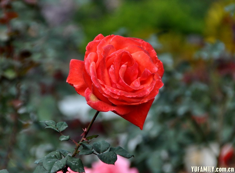 DSC_0065.JPG