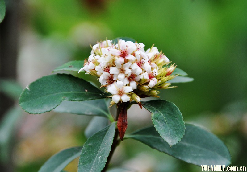 ����÷ (5).JPG