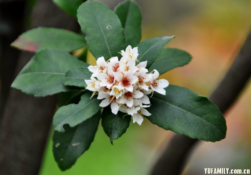 ����÷ (1).JPG