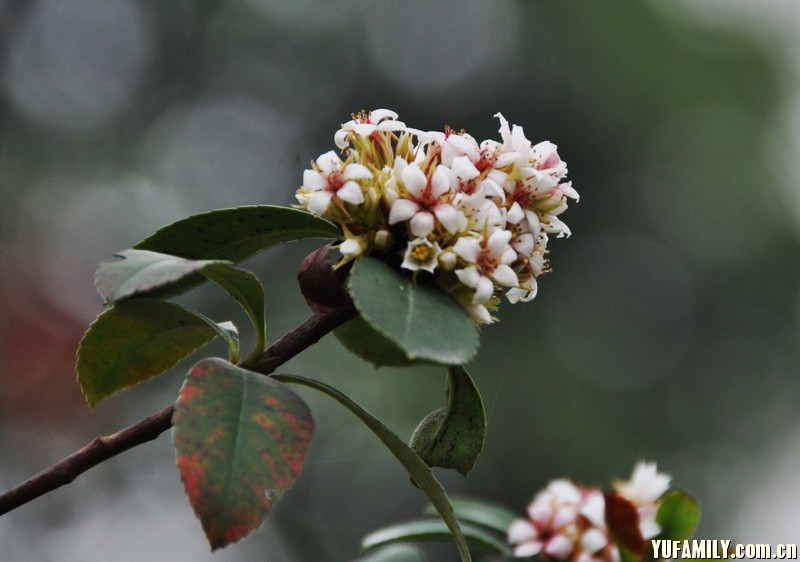 ����÷ (3).JPG