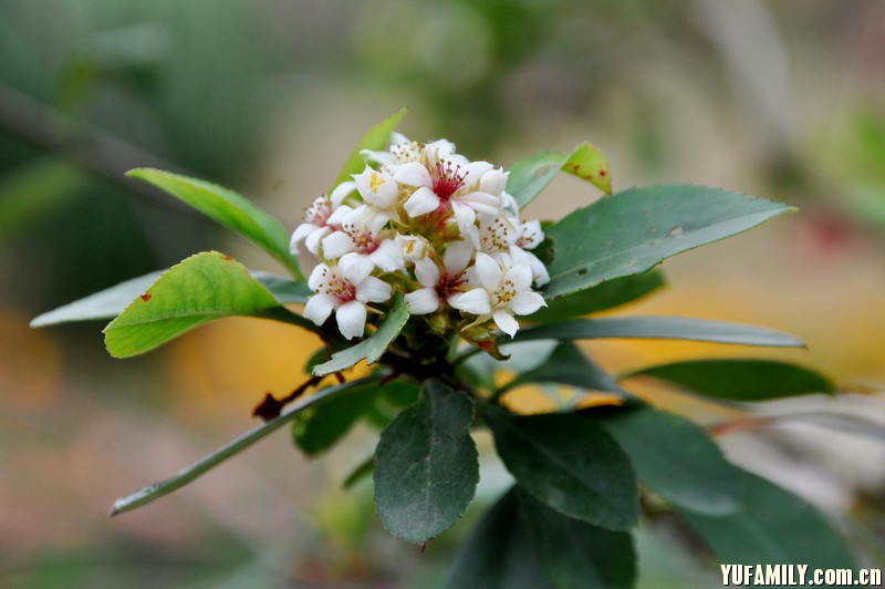 ����÷ (4).JPG