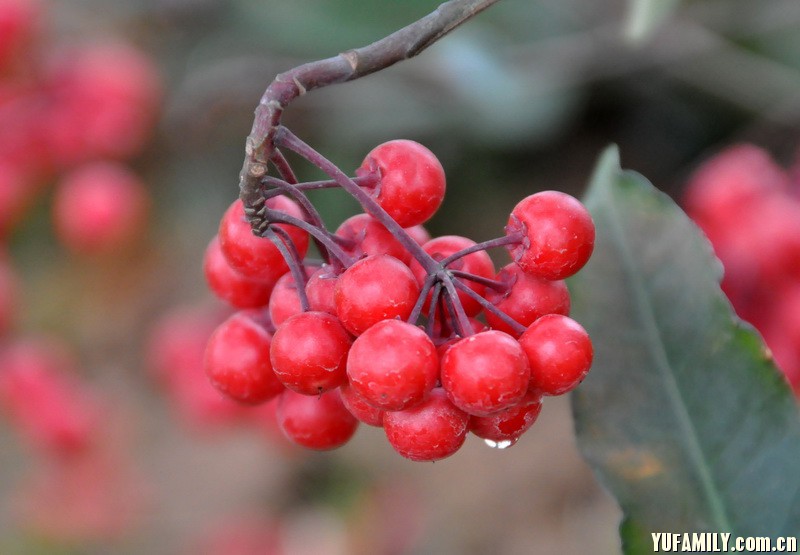 ��ɰ�� (3).JPG