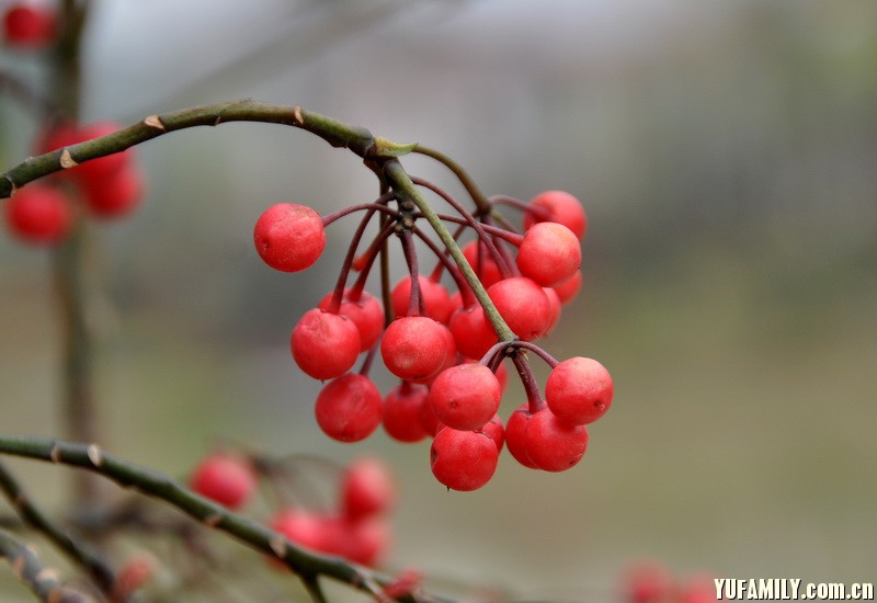 ��ɰ�� (1).JPG