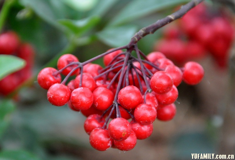 ��ɰ�� (2).JPG