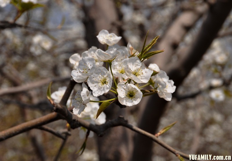 DSC_0136.JPG